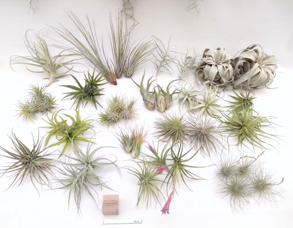 Tillandsia mix45