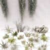 Tillandsia mix45