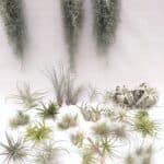 Tillandsia mix45