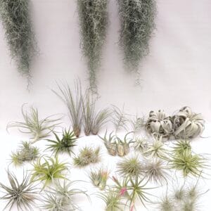 Tillandsia mix45