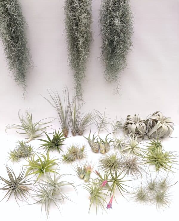 Tillandsia mix45
