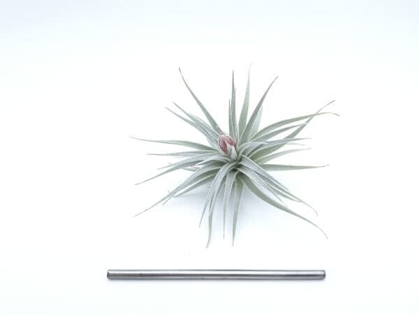 Tillandsia recurvifolia
