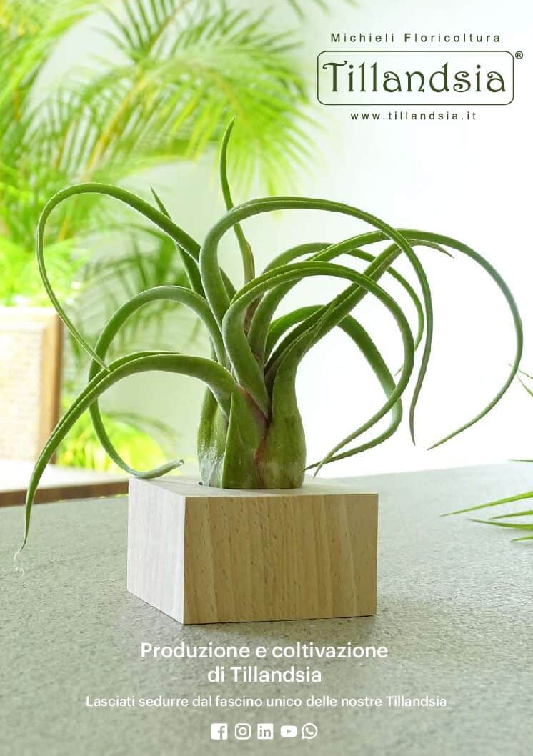 Brochure Tillandsia Michieli