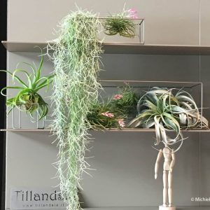 Skygarden