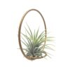 Tillandsia Green Circle 10 - Michieli Floricoltura