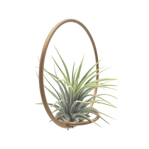 Tillandsia Green Circle 10 - Michieli Floricoltura