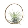 Tillandsia Green Circle 10 - Michieli Floricoltura