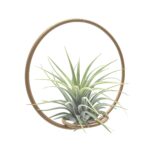 Tillandsia Green Circle 10 - Michieli Floricoltura