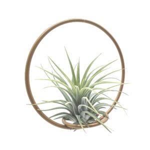 Tillandsia Green Circle 10 - Michieli Floricoltura