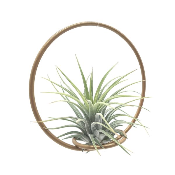 Tillandsia Green Circle 10 - Michieli Floricoltura