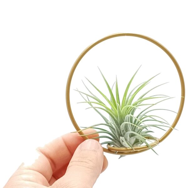 Tillandsia Green Circle 10 - Michieli Floricoltura