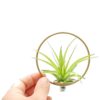 Tillandsia Green Circle 10 - Michieli Floricoltura