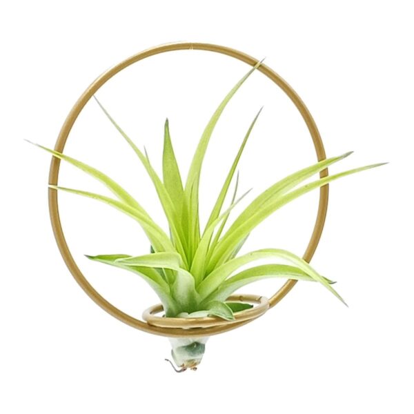 Tillandsia Green Circle 10 - Michieli Floricoltura