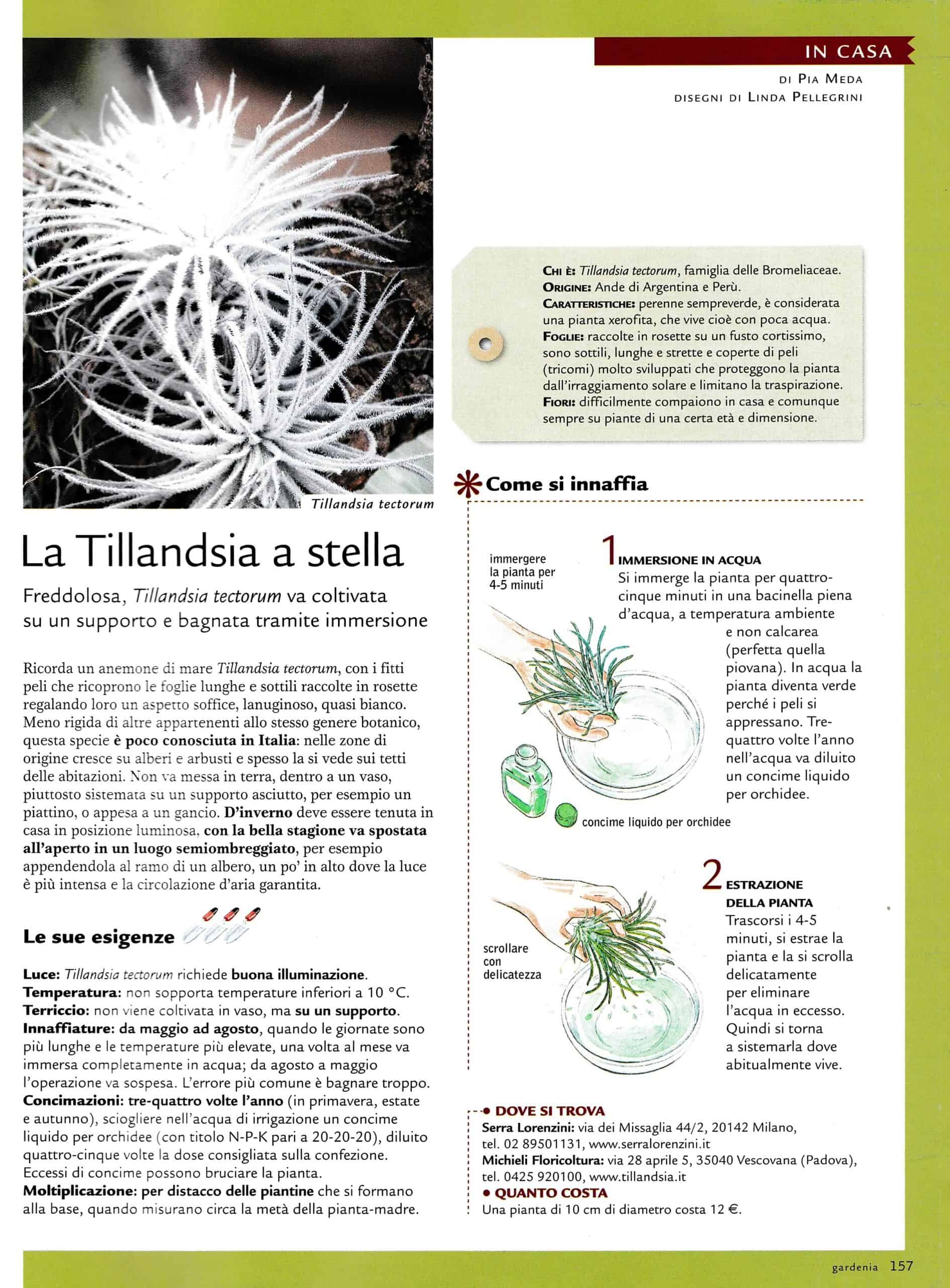 tectorum